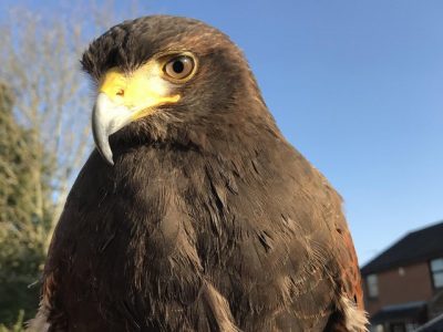 Private land wanted to fly my Harris Hawk