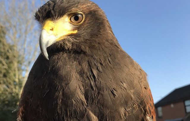 Private land wanted to fly my Harris Hawk
