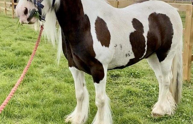 Stunning Bombproof 7 year old Cob Gelding For Sale
