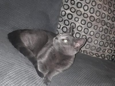 Stud Wanted For Female Russian Blue
