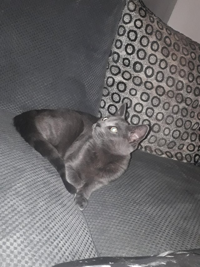 Stud Wanted For Female Russian Blue
