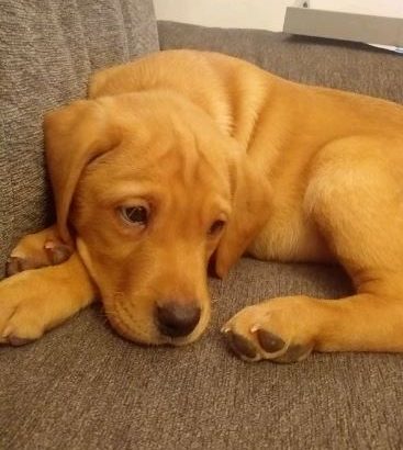 BEAUTIFUL RED LABRADOR MALE PUP KC REGISTERED