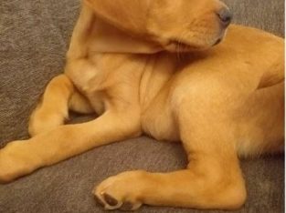 BEAUTIFUL RED LABRADOR MALE PUP KC REGISTERED