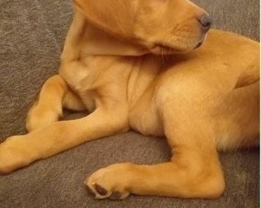 BEAUTIFUL RED LABRADOR MALE PUP KC REGISTERED