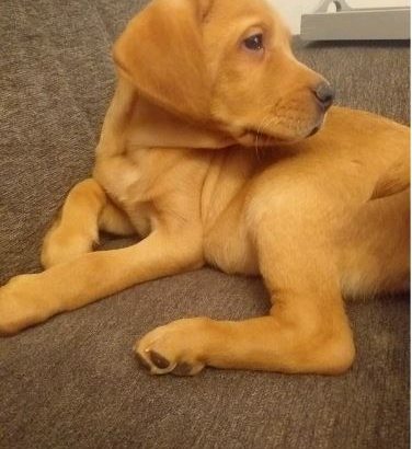 BEAUTIFUL RED LABRADOR MALE PUP KC REGISTERED