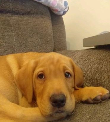 BEAUTIFUL RED LABRADOR MALE PUP KC REGISTERED