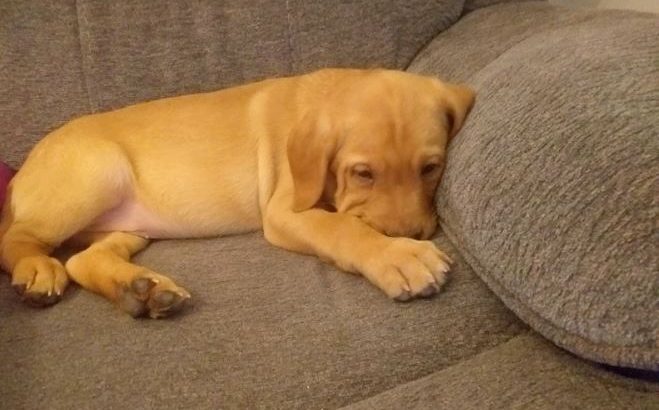 BEAUTIFUL RED LABRADOR MALE PUP KC REGISTERED