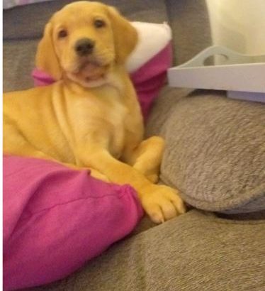 BEAUTIFUL RED LABRADOR MALE PUP KC REGISTERED