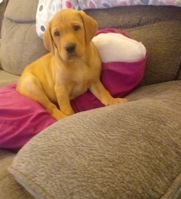 BEAUTIFUL RED LABRADOR MALE PUP KC REGISTERED