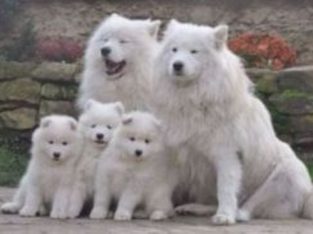 Gorgeous Samoyed Puppies For Sale