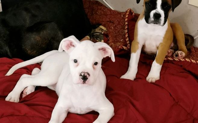 Only white female of stunning litter of Boxer Pups