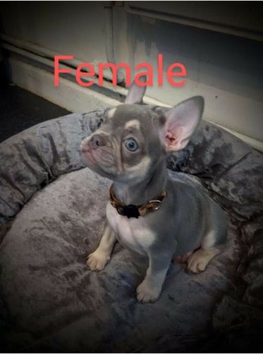 Female French Bulldog For Sale!