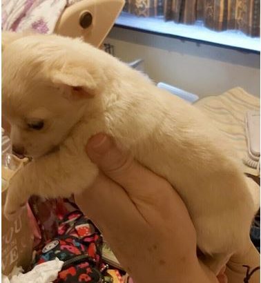 Chihuahua puppies for sale £1,900