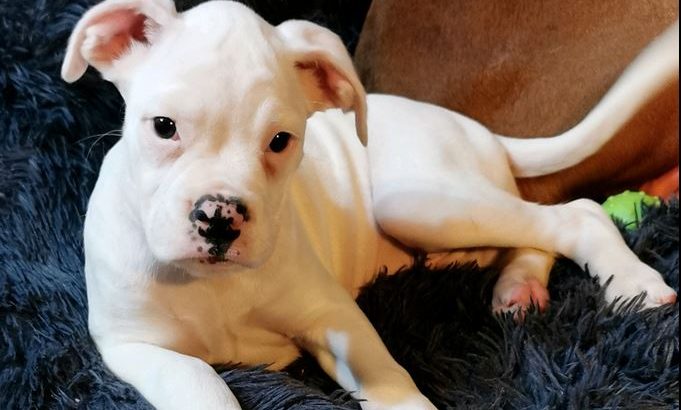 Only white female of stunning litter of Boxer Pups