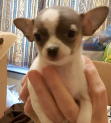 Chihuahua puppies for sale £1,900