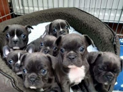 Blue french bulldog Stunning and beautiful puppies