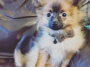 For sale is our Pomeranian puppy