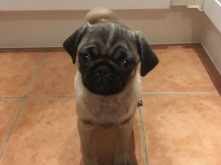 For Sale 3 Pugs