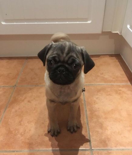 For Sale 3 Pugs