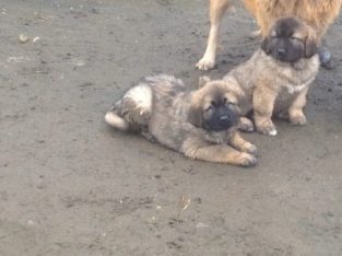 Last 2 stunning Caucasian Shepherd puppies left 1 bitche 1 dog