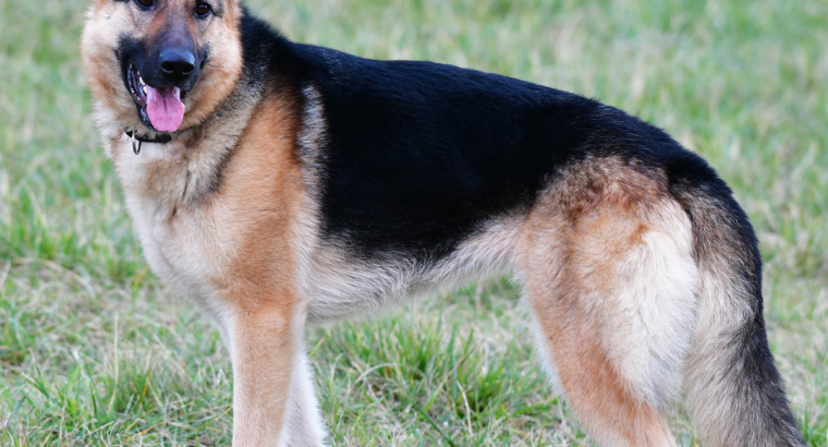 The best 5 dog breeds in the world