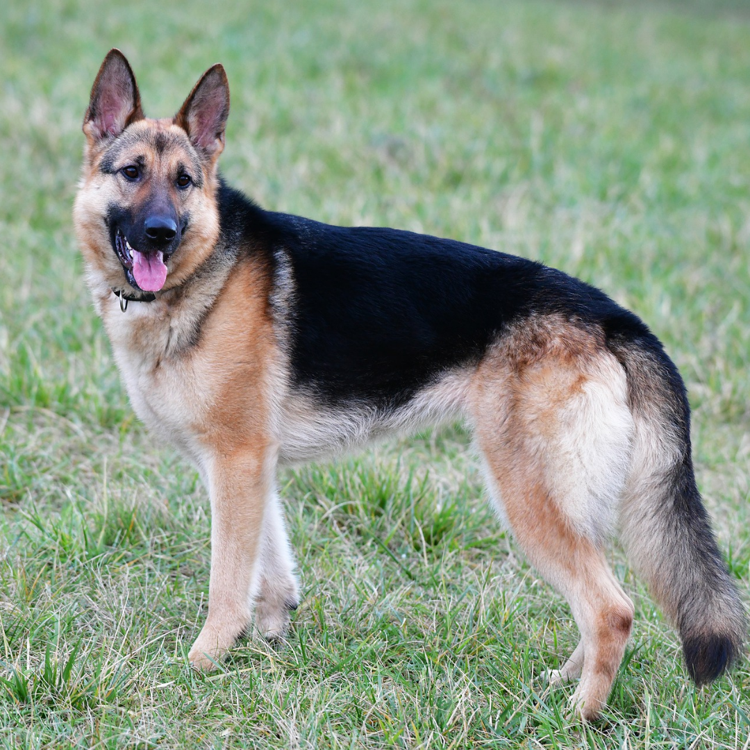 The best 5 dog breeds in the world
