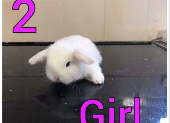 For sale lovely Mini lop babies