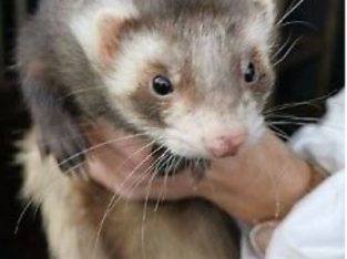 For sale Ferrets
