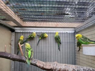 For sale Budgies