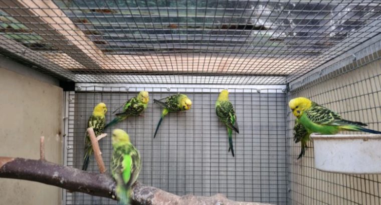 For sale Budgies