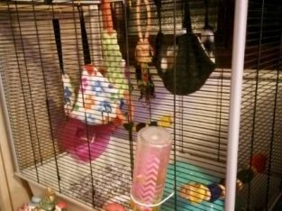 For sale 2 female rats and Large rat cage