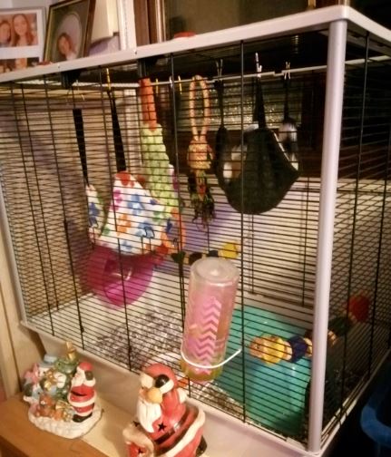 For sale 2 female rats and Large rat cage