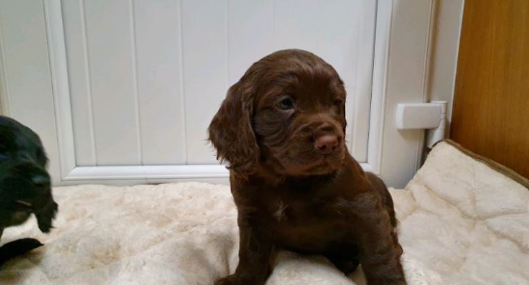For sale is our Puppies Cocker Spaniel