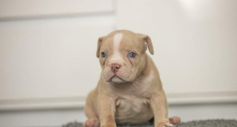 For sale American bully puppy beautiful