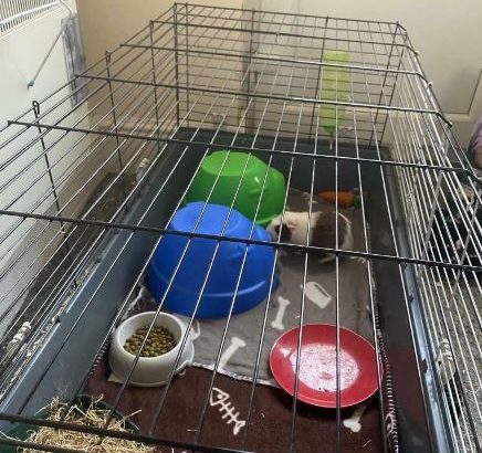 Cage plus 2 male guinea pigs for sale