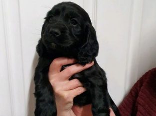 For sale is our Puppies Cocker Spaniel