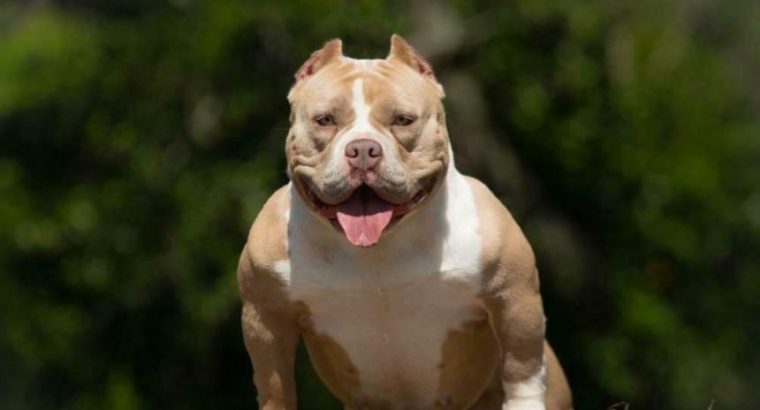 For sale American bully puppy beautiful