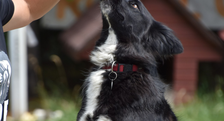 How do you train dogs to do hand signals?