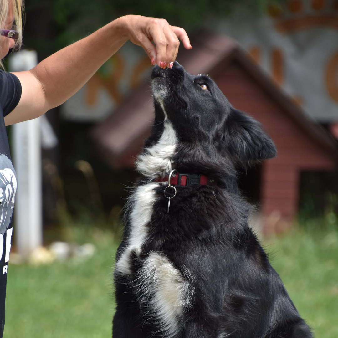 How do you train dogs to do hand signals?