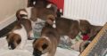 Playful Akita Puppies +447440524997