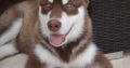 Alaskan Malamute puppies +447440524997