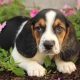 Basset Hound Puppies +447440524997