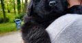 Ready Now Kc Registered Newfoundland Puppies +447440524997