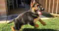 Top Quality German Shepard Pups Ready Now!