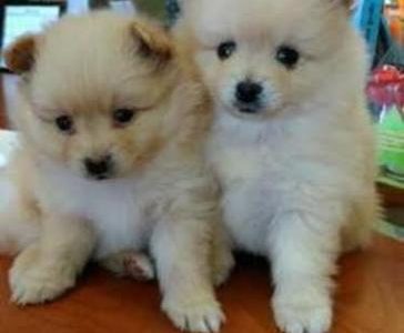 Energetic Male and Female Pomeranian Puppies Ready
