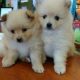 Energetic Male and Female Pomeranian Puppies Ready