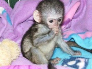 Lovely and well trained Marmoset/Capuchin monkey. Whatsapp +447565118464