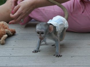 Google Approved Diaper Trained Capuchin & Marmoset Monkey.