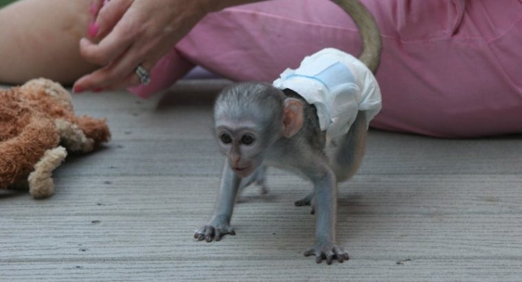 Google Approved Diaper Trained Capuchin & Marmoset Monkey.