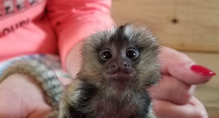 Google Approved Diaper Trained Capuchin & Marmoset Monkey.